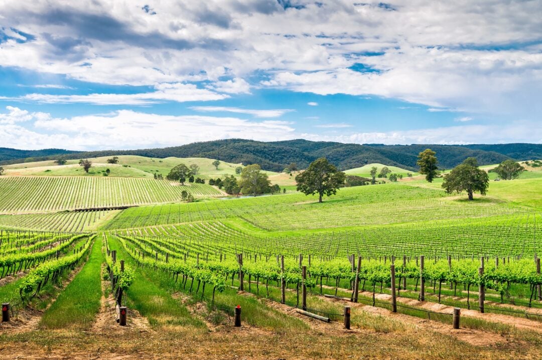 The Barossa