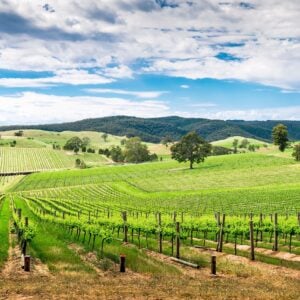 The Barossa