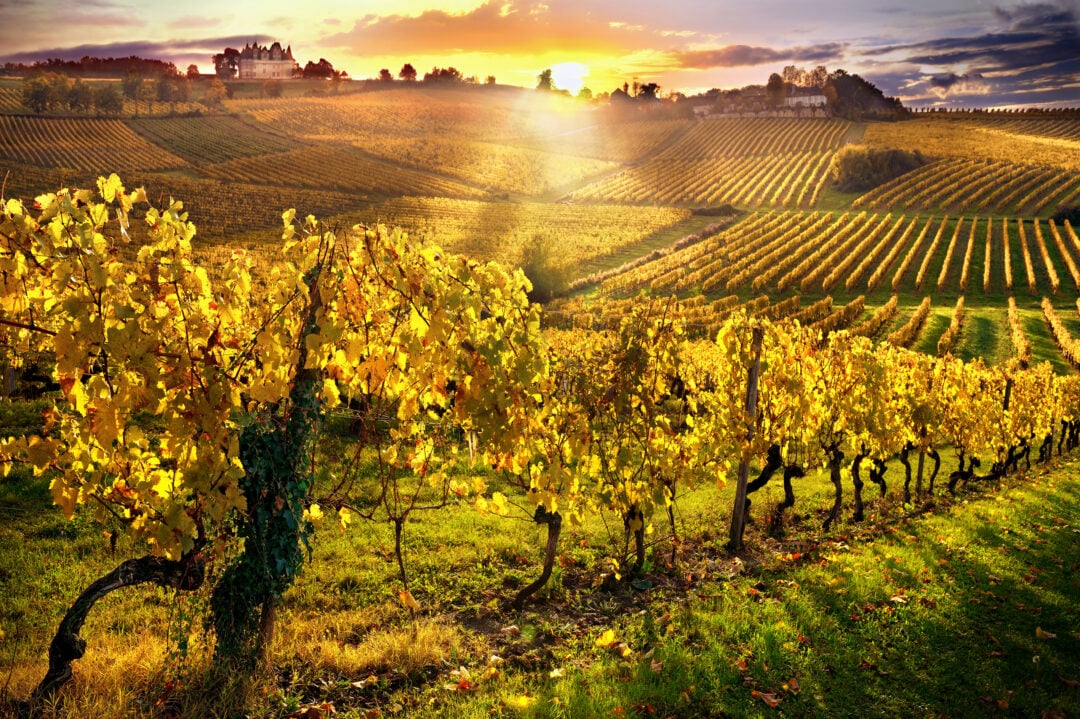 Sunlight and vineyards