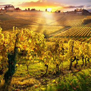 Sunlight and vineyards