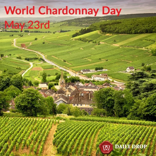 Celebrate World Chardonnay Day today! This famous French variety is easily the most recognised and enjoyed white wine worldwide. Chardonnay has been grown in, experimented with and been successfully adapted to just about every wine-producing region on earth. Chardonnay offers diverse styles from the lean, steely structured, crisp and clean styles, to the more rich, full bodied examples, often enhanced by toasty vanillin oak characters. Chardonnay offers a wonderful spectrum of flavours, from those of lemon and apple through to exotic, tropical fruits and spices. It seems there is a chardonnay to please just about every palate! #chardonnay #worldchardonnayday
